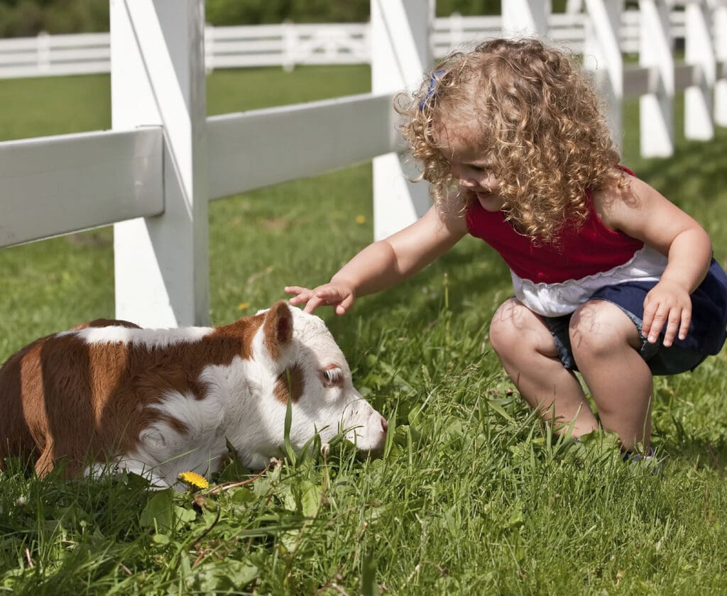 A happy toddler pets a calf at a farm sanctuary