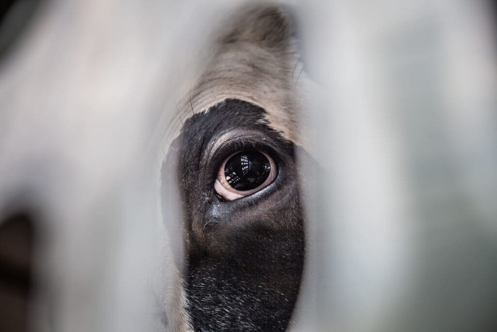 A close-up of a dairy cow's eye in a transport truck.
